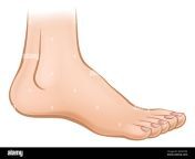 an illustration of a cartoon human foot gmn7w4.jpg from feet animation