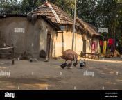 indian rural village in bankura west bengal with mud huts poultry hfpewh.jpg from www west bengal home village aunty sex com