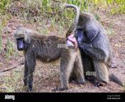 papio hamadryas baboon monkeys primate baboon monkey mating rituals hmdaw6.jpg from konky mating
