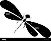 vector dragon fly silhouette cartoon graphic illustration of damselfly jmja7a.jpg from jmja