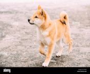 young japanese small size shiba inu dog play outdoor at winter day jt4yw5.jpg from japan doggy standing outdoor
