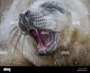 very close photograph of a grey seal pup yawning with its mouth open kn4f2e.jpg from seal pussy open youn 1st night sex seal pussy open blood
