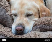 un cane labrador che dorme lasciate che i cani dormano mentire 2c51kpt.jpg from dormano