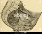 2ajkdtx.jpg from disección perineal femenina
