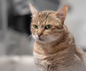 arabian mau cat breed pictures 4.jpg from arabian matu