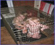 kids in cages 19.jpg from your life in cage as castrated foot cuck who serves only his mistress and her lover real story