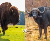 buffalo vs bison.jpg from and bufalow