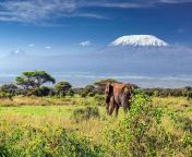 8004364 mount kilimanjaro national park.jpg from tansania