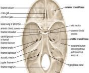 surface human cranium jpgw690h388ccrop from skull gall