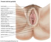 genitalia.jpg from female vagina