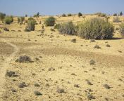 scrub vegetation thar desert india rajasthan.jpg from mahatha ganunge