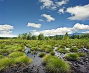 peat bog sumava national park czech republic.jpg from bog