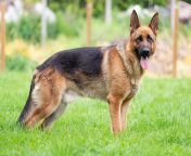 german shepherd dog alsatian.jpg from dogs xxx w hd hindi sax viduo com