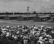 camp government japanese americans california baggage inhabitants 1942.jpg from concentration camp
