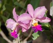 cattleya orchid.jpg from sugarcataleya