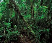 rainforest coast lowland rainforests ecuador tropics evergreen.jpg from jungal ki sair south hot