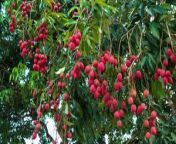 lychee fruit tree plant jpgw300h169ccrop from www xxnnxx coamanatha xxx video kajal bfxxx video