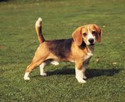 beagles pets.jpg from bigle all your pix