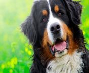 bernese mountain dog.jpg from big dogs forced