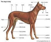 features dog body.jpg from dogbpxxx