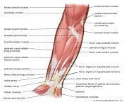 muscles human forearm.jpg from muscle