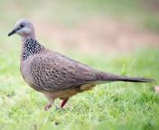 1800 from indian dove want