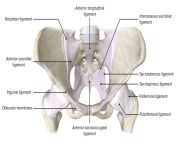 anterior view of the pelvis.jpg from anatomy of the pelvis pelvic organs and reproductive system