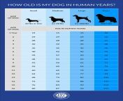 dog age chart scaled.jpg from 12 to 14 age small sex workndian xxxx video xxxxxx hindi sb14 en 012 jpgn virgin sexangla sister brother sex xxx rape brother and sister 3gp