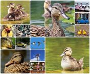 duck 1532499 640.jpg from collage un