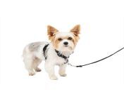 xl1zyty8lyna2fekzcir a923ddc8 965f 487e bb82 ad9cbb0b1f58 jpgv1689745333 from harness leash