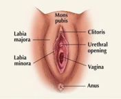 vulva anatomy webpv1676071284 from clitrosis vagina
