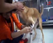 سگ معلول برای اولین بار از پروتز استفاده می کند.jpg from فیلم سکس حیوان با ان