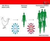 علایم آنفولانزای مرغی در انسان.jpg from جفتگیری سگ با انسان