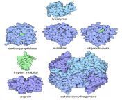 142 pdbpioneers enzymes.jpg from pdb