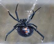 black widow spider 1601919233.jpg from possession spider