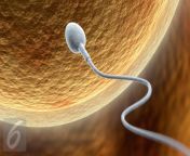 065035100 1446450350 20151102 ilustrasi sperma 1.jpg from bocil vs tante 1jam