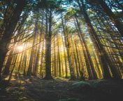 tree tall trees with ray of sunlight during daytime forest forest image.jpg from forest