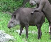 viralhog dot com 60ad891f6d4d5a7acce7d06d0b0b0e3e 4 thumb.jpg from gaint tapir mating videos