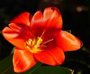 dwarf tulip blossom bloom march sun high gloss red stamp stamens 1382663 jpgd from shinyflowers