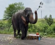 v0en8e4g elephant kills mahout 650 625x300 21 september 22 jpgimresize1230900 from angry woman tarmple and kild man
