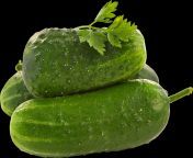 cucumber.png 15.png from png meri kuap