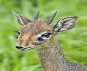 7 adorable facts about dik diks the cutest tiny antelopes 5 male dik diks have small black horns 3 in or 7 6 cm.jpg from dik