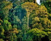 afromontane forest.jpg from africa jungle s