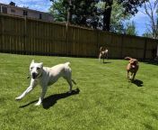 dogstyle daycare turf32.jpg from dogstyle on hills mp4