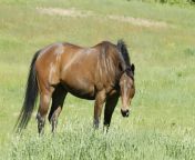 bay horse grazing.jpg from spike gets all the mares