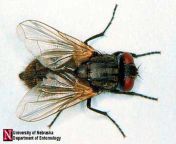 house fly01.jpg from musca