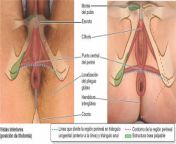 6 50.jpg from disección perineal femenina