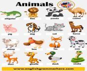 animal names list of animals in english.png from anemals videos sxce new english hot gril xxx video pronwap com