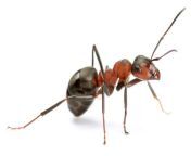2021 1largeimg 1553960857.jpg from tamil ant big