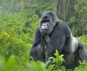 4vzzw2piv9 mountain gorilla silverback ww22557.jpg from gorillas and